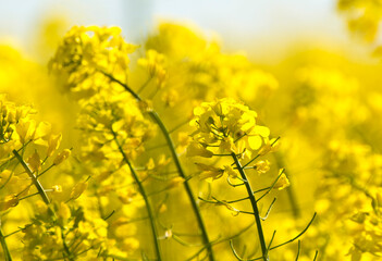 yellow mustard plants on a field