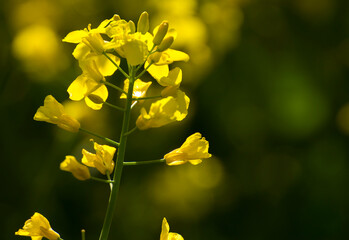 yellow mustard plant against the backdrop of green nature