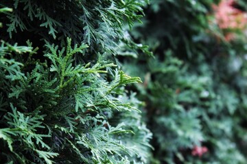 Thuja photograph