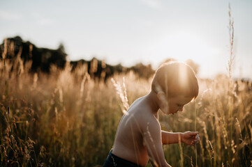 Little boy is standing in the field of wheat in summer