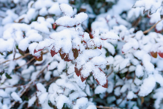 Snow covers branches with leaves. Seasonal background with copy space