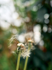 a dandelion