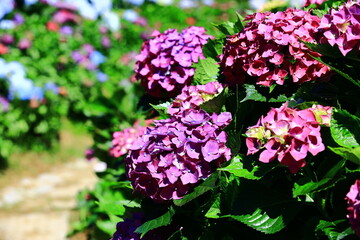 blooming colorful Hydrangea(Big-leaf Hyrdangea) flowers,close-up of purple and red Hydrangea flowers blooming in the garden at sunny summer