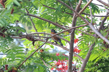 A Robin in a tree