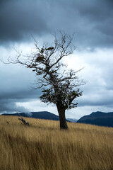 tree on the hill