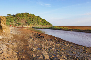 Masai cattle grazing along the shores of Lake Natron in Tanzania