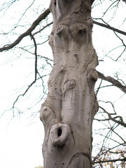 Fototapeta na wymiar Humanlike tree