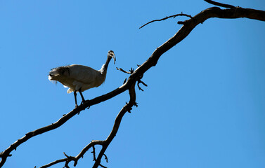 Australian White Ibis  (Threskiornis molucca)