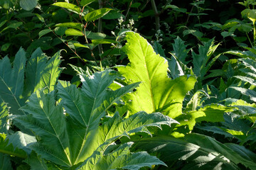 Neophyte, giant hogweed in the sun
