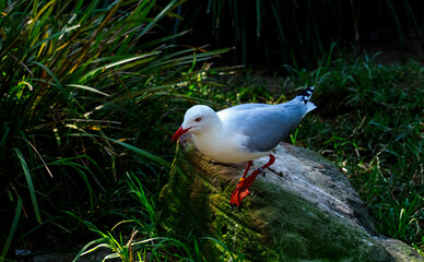 Pacific Gull (Larus dominicanus)