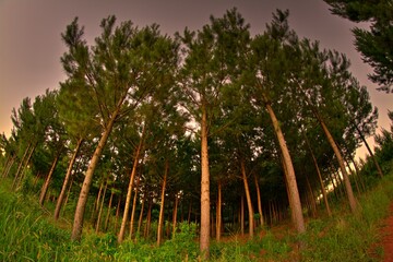 tree hdr