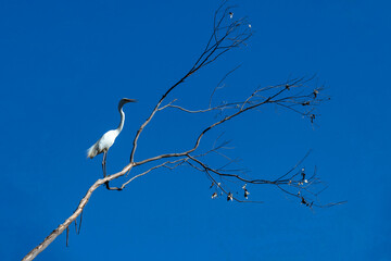 White Egret (Ardea alba)