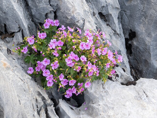 purple flowers that grow in cool places on the northern slopes of the cliffs in the high mountains
