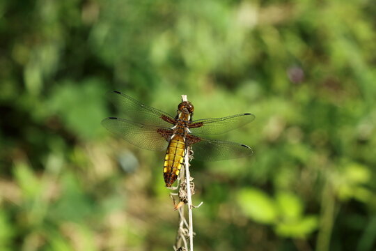 A Female Broad Bodied Chaser (Libellula Depressa)