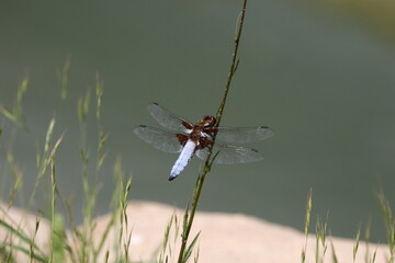 A Broad-bodied chaser (male) watching over his pool.  Libellula depressa