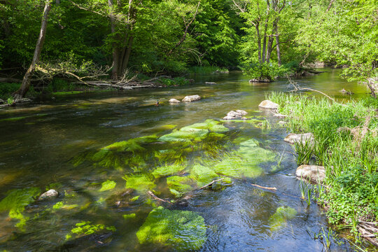 Tranquil Riverside Scenery / Idyllic natural river habitat with duck, aquatic plants and clear water at forest valley