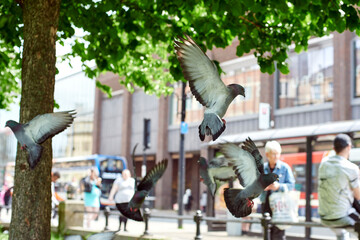 A flock of pigeons in the park. Feeding pigeons. Pigeons peck on the lawn.