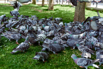 Obraz premium A flock of pigeons in the park. Feeding pigeons. Pigeons peck on the lawn.