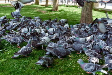 A flock of pigeons in the park. Feeding pigeons. Pigeons peck on the lawn.