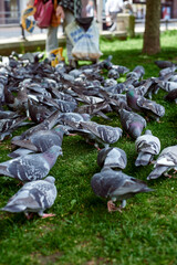 Obraz premium A flock of pigeons in the park. Feeding pigeons. Pigeons peck on the lawn.