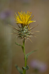 Flora of Gran Canaria -  yellow Centaurea melitensis, Maltese star-thistle natural macro floral background
