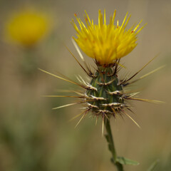 Flora of Gran Canaria -  yellow Centaurea melitensis, Maltese star-thistle natural macro floral background
