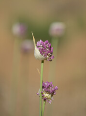 Flora of Gran Canaria -  Allium ampeloprasum, wild leek natural macro floral background