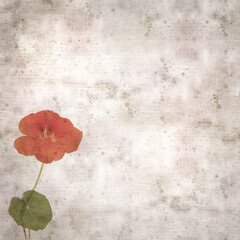 square stylish old textured paper background with Tropaeolum majus, the garden nasturtium