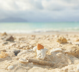 single trochus sell on top of coral