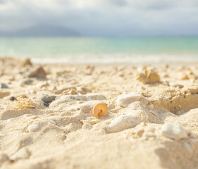 one trochus shell on oahu beach sand