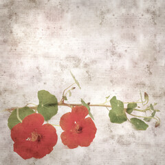 square stylish old textured paper background with Tropaeolum majus, the garden nasturtium