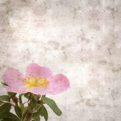 Fototapeta na wymiar square stylish old textured paper background with pink flowers of Rosa canina, dog rose