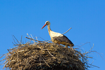 stork sitting on a nest against a background of blue sky