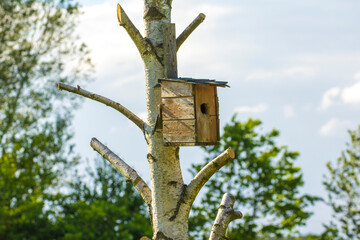 wooden birdhouse on a birch tree