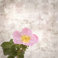 Naklejka na ściany i meble square stylish old textured paper background with pink flowers of Rosa canina, dog rose