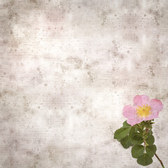 square stylish old textured paper background with pink flowers of Rosa canina, dog rose