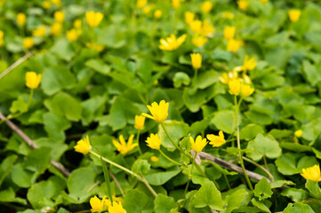 A group of yellow buttercup flowers with green leaves is in the summer forest. High quality photo