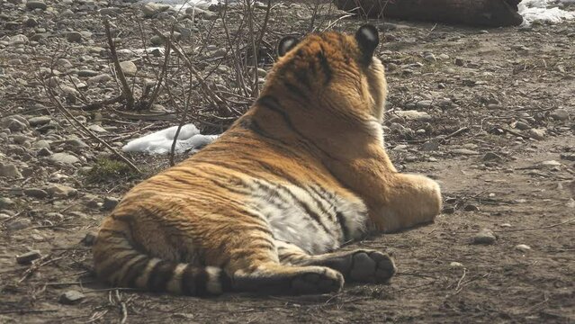 Siberian tiger large male resting on the ground in winter