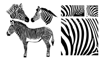 Fototapeta na wymiar Zebra elements set. Vector illustration