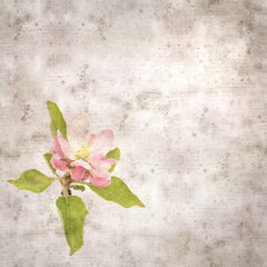 Fototapeta na wymiar square stylish old textured paper background with apple blossoms 
