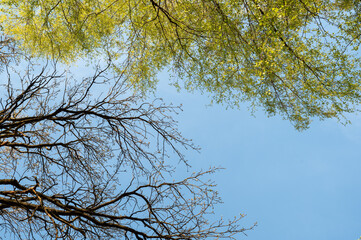 Dry oak branch and green birch branch in spring, panorama. Concept. Photo.