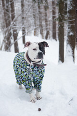 a black and white dog in a protective jumpsuit. A dog on a winter walk in the park