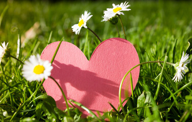 Obraz premium Mockup of red heart-shaped paper card with space for text among green grass, blooming white daisies in a summer spring meadow, park, botanical garden. Blooming congratulations in sunny day. Hello June