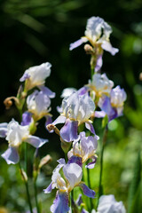 Iris blooming in the garden