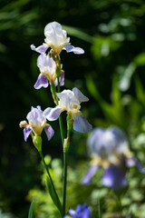 Naklejka na ściany i meble Iris blooming in the garden