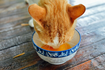 cute cat eating raw egg
