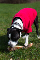dogs play with a stick in clothes on the grass. Walking in the park with an animal