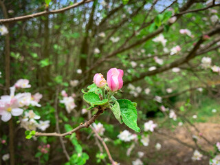 Blossoming flower bud of Paradise apple tree.