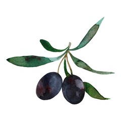 branch with olives