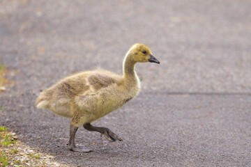 Naklejka na ściany i meble Older gosling walks across the pavement.